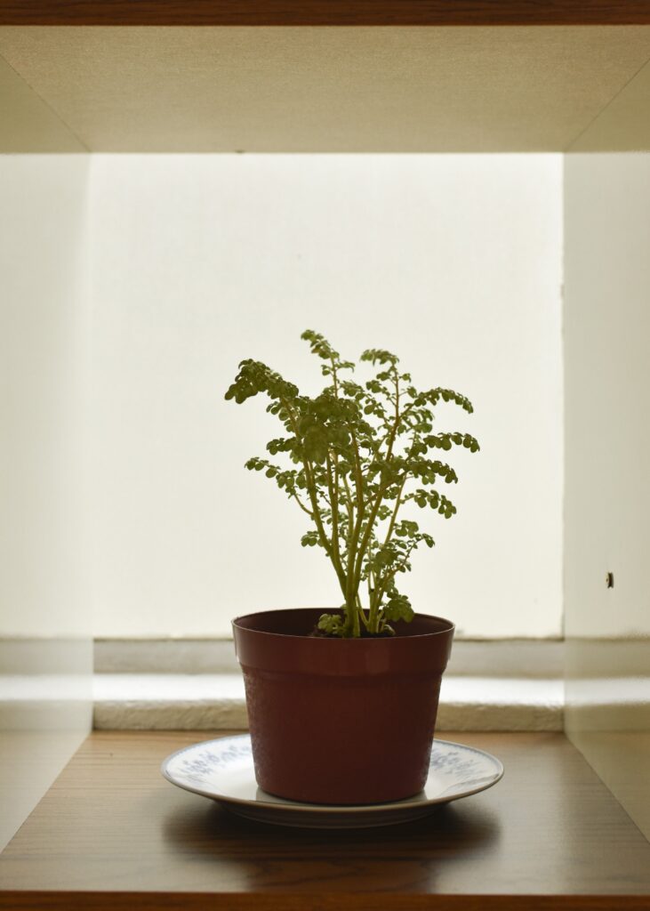 Planta na sala de espera da clínica.